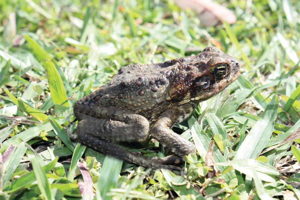 Cane toads