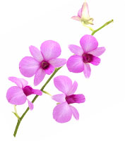 Cooktown orchid